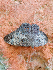 Hamadryas amphichloe