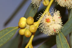 Eucalyptus camaldulensis arida