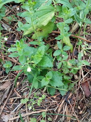 Veronica peduncularis