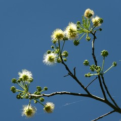 Albizia amara