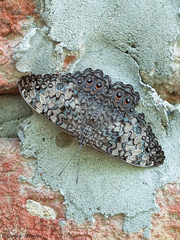 Hamadryas amphichloe