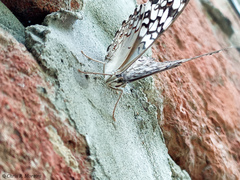 Hamadryas amphichloe