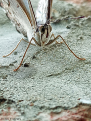 Hamadryas amphichloe