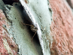 Hamadryas amphichloe