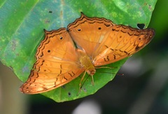 Vindula dejone erotella