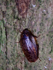 Morphna maculata