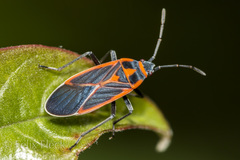 Melacoryphus circumlitus