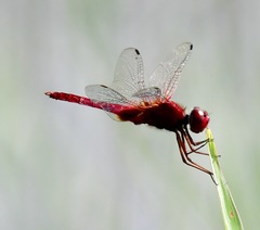 Urothemis signata insignata