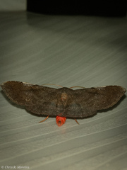 Azeta rhodogaster