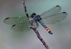 Agrionoptera sexlineata