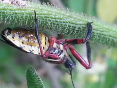 Apiomerus flaviventris