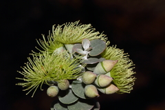 Eucalyptus kruseana