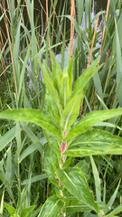 Epilobium hirsutum