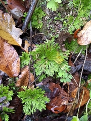 Selaginella pilifera