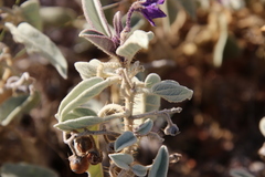 Solanum centrale