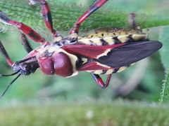 Apiomerus flaviventris