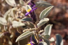 Solanum centrale