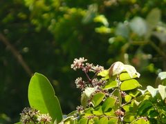 Ixora brachiata