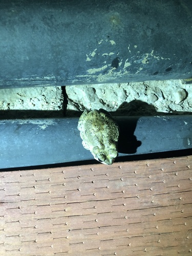 iNaturalist observation photo of Red-spotted Toad