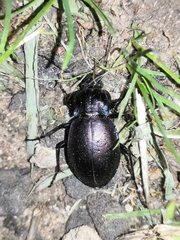 Carabus nemoralis
