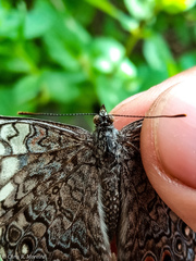 Hamadryas amphichloe