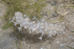 Veretillidae