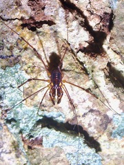 Epedanidae