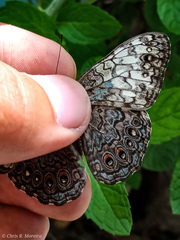 Hamadryas amphichloe