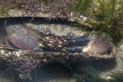 Myomenippe hardwickii