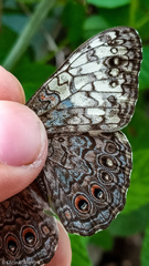 Hamadryas amphichloe