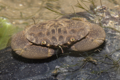 Myomenippe hardwickii