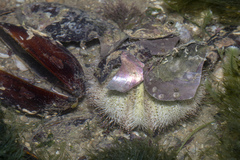 Salmacis sphaeroides image