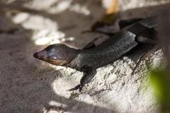 La Tortuga Whiptail photo 2