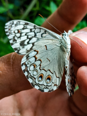 Hamadryas amphichloe