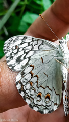 Hamadryas amphichloe