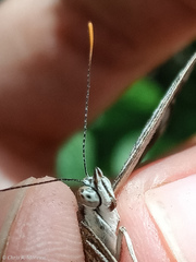 Hamadryas amphichloe