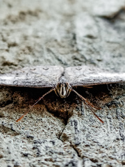 Hamadryas amphichloe