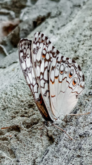 Hamadryas amphichloe