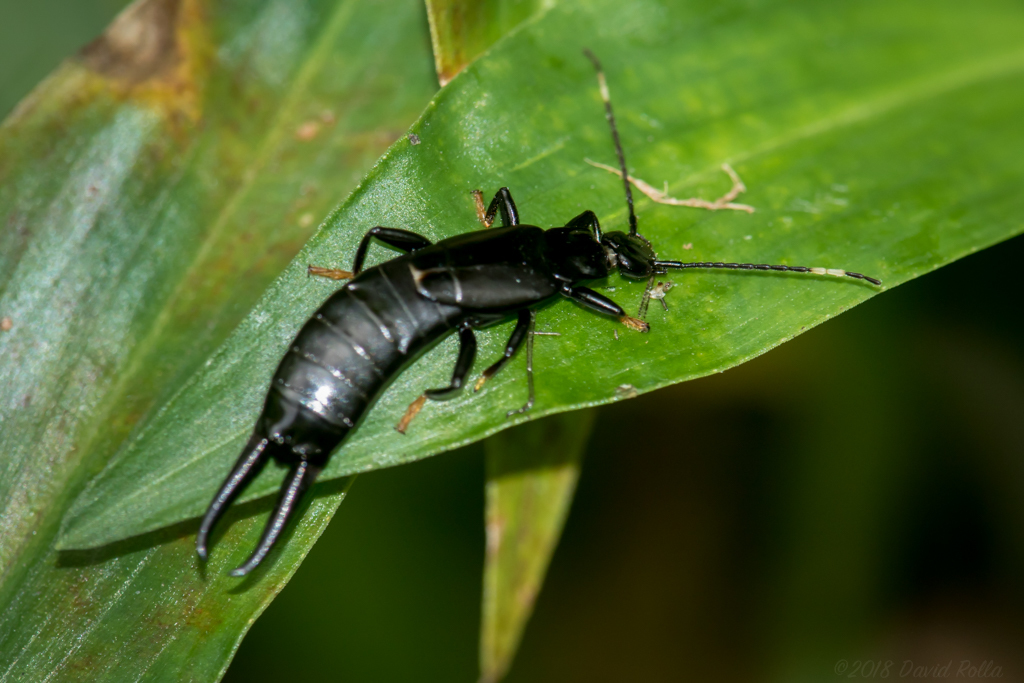 Black earwig hotsell