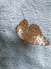 Hamadryas amphichloe