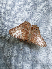 Hamadryas amphichloe