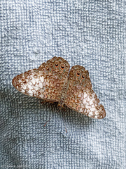 Hamadryas amphichloe