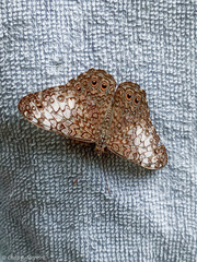 Hamadryas amphichloe