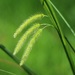 Carex pseudocyperus - Photo (c) Valentin Hamon, algunos derechos reservados (CC BY-NC), subido por Valentin Hamon