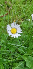 Bellis perennis