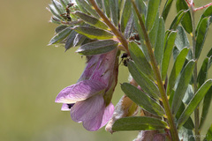 Vicia benghalensis
