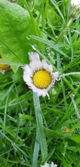 Bellis perennis