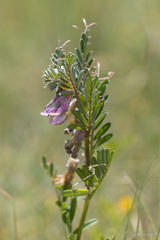 Vicia benghalensis