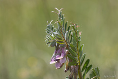 Vicia benghalensis