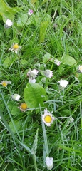 Bellis perennis